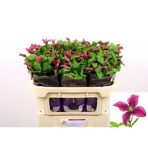 Clematis Amazing Kyiv Marginpar