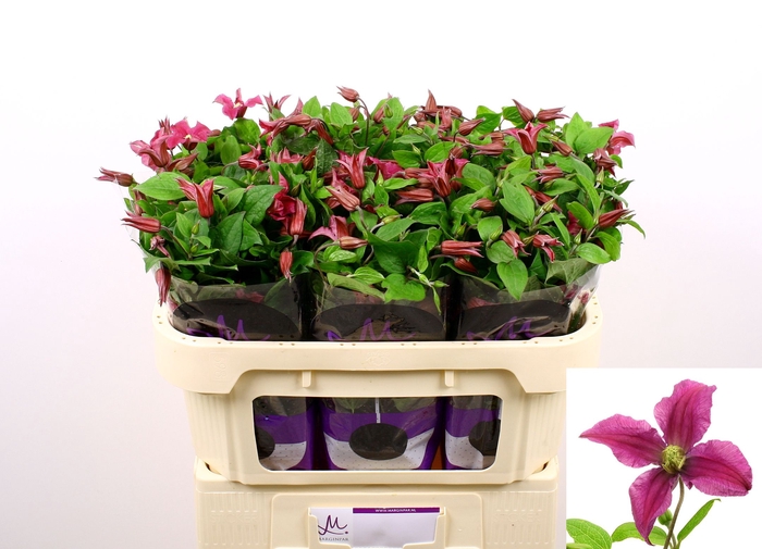 <h4>Clematis Amazing Kyiv Marginpar</h4>