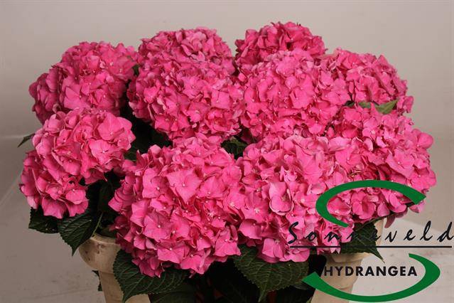<h4>HYDR M CH RODEO RD</h4>