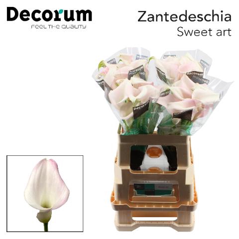 <h4>ZANT SWEET ART</h4>