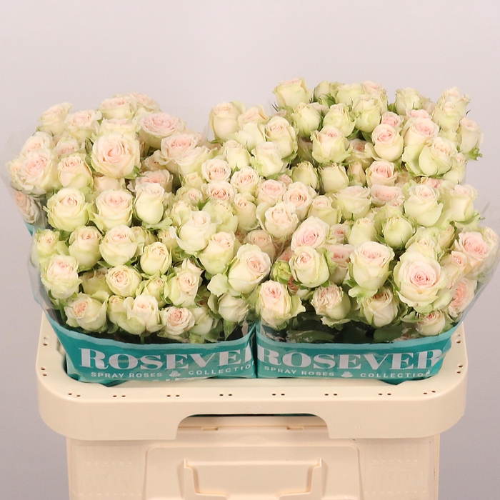 <h4>R TR BON BON ROSEVER</h4>