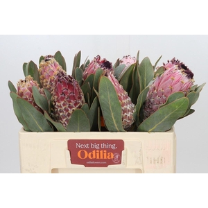 PROTEA MAGNIFICA