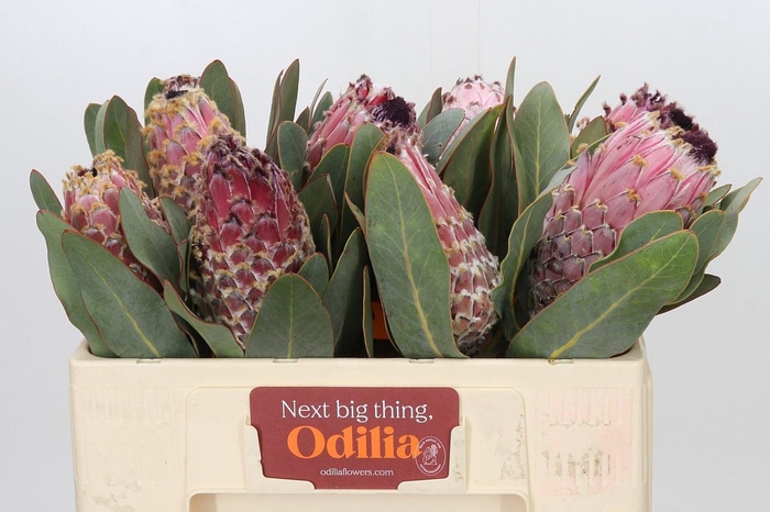 <h4>PROTEA MAGNIFICA</h4>