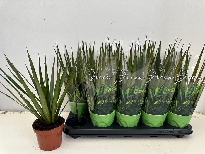 <h4>DRA MARGINATA</h4>