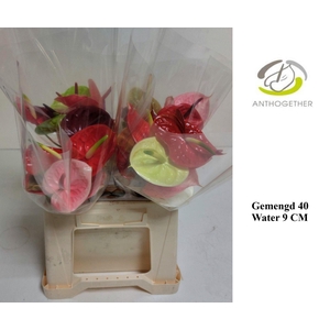Anthurium andr.   ...mix