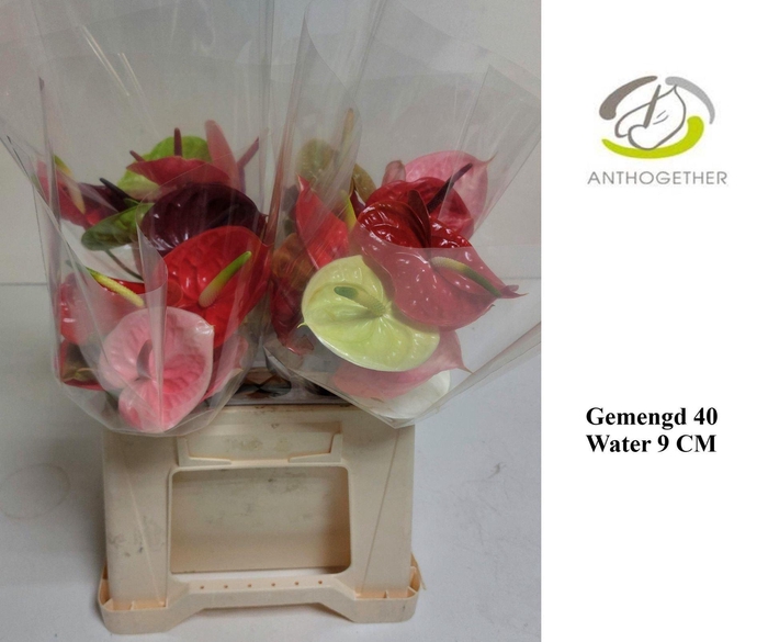 <h4>Anthurium andr.   ...mix</h4>