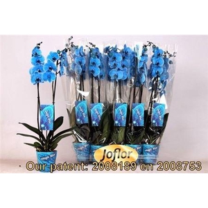Phal ** Paint ** Royal Blue 2 Branches 18+