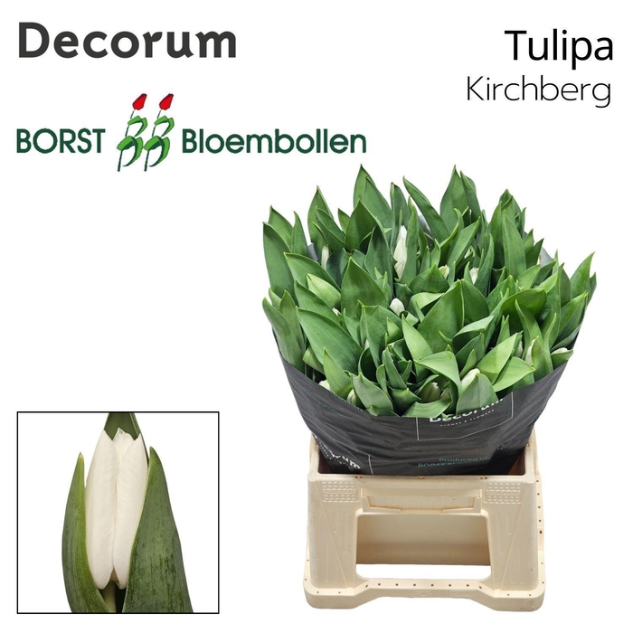 <h4>TU EN Kirchberg</h4>