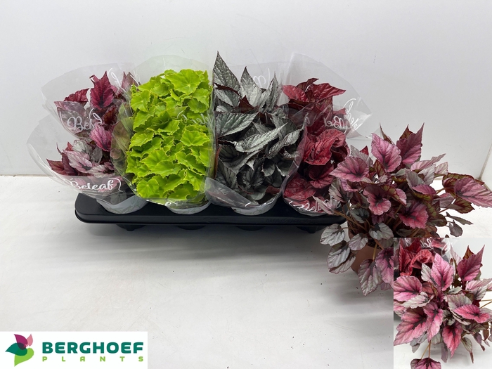 <h4>BEG BEL GEM</h4>