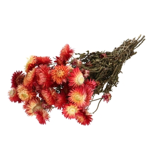 Droogbloem Helichrysum 45cm 100g