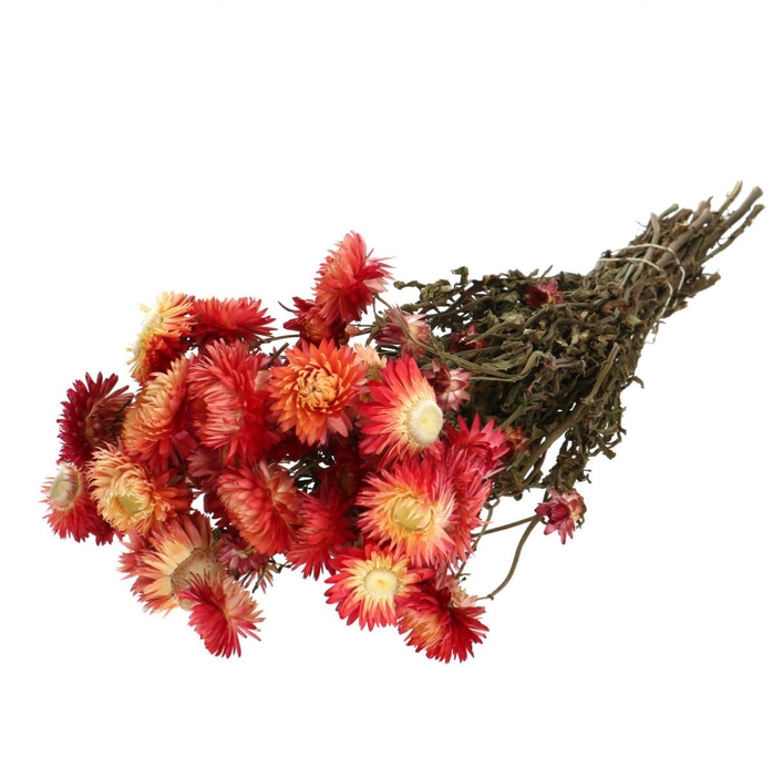<h4>Dried flowers Helichrysum 45cm 100g</h4>