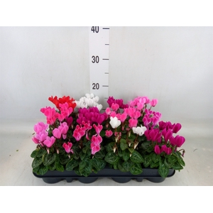 Cyclamen KL 'Verano'