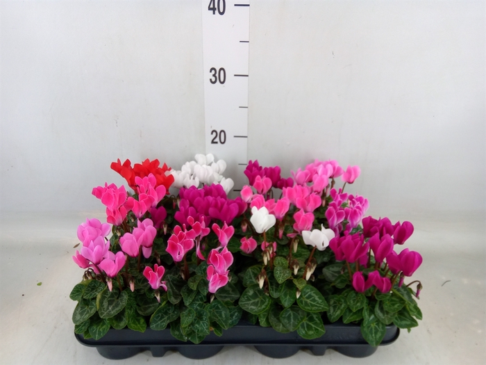 <h4>Cyclamen KL 'Verano'</h4>