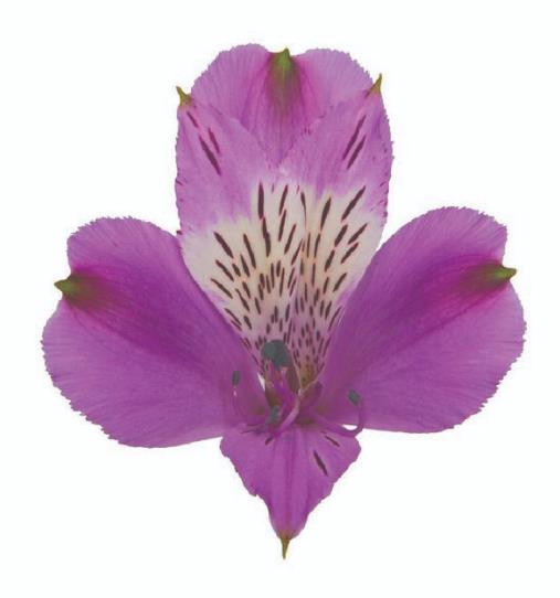 <h4>Alstr Galaxy</h4>