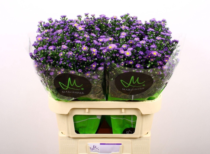 <h4>ASTER N-B 'TEENY TINY BLUE'</h4>