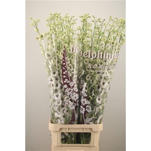 Delph El Dewi Rocket