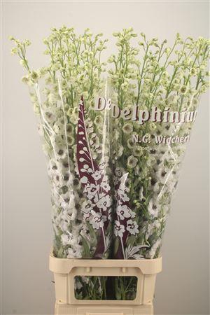 <h4>Delph El Dewi Rocket</h4>