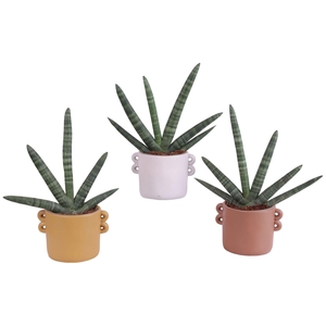 Sansevieria Cylindrica Handshake in Ø17cm Ceramic EV562