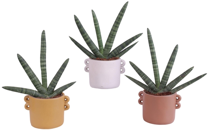 <h4>Sansevieria Cylindrica Handshake in Ø17cm Ceramic EV562</h4>