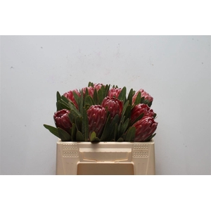 PROTEA LANCELOT