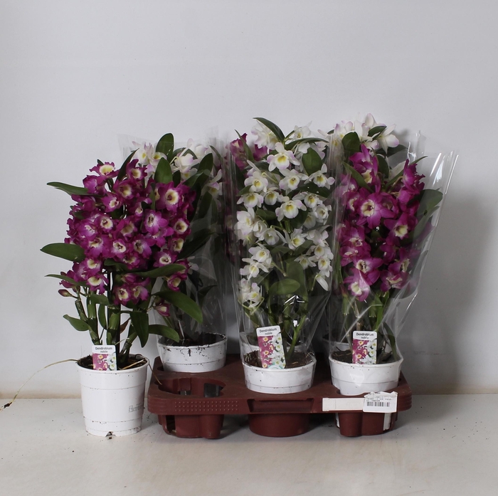 <h4>DENDR N GEM</h4>