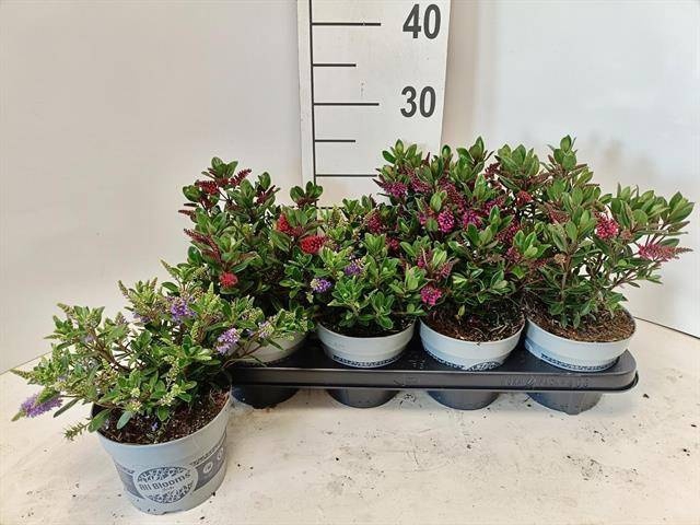 <h4>HEBE ALL BLOOMS GEM</h4>