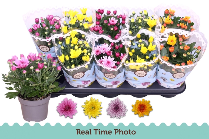 <h4>CHRYS GEVULDBL GEM</h4>