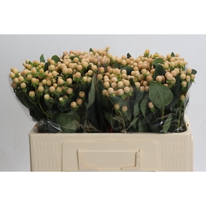 Hypericum Mellow Romance