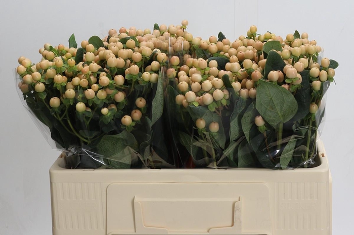 Hypericum Mellow Romance