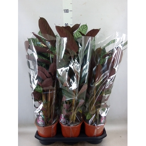 Ctenanthe setosa 'Compactstar'
