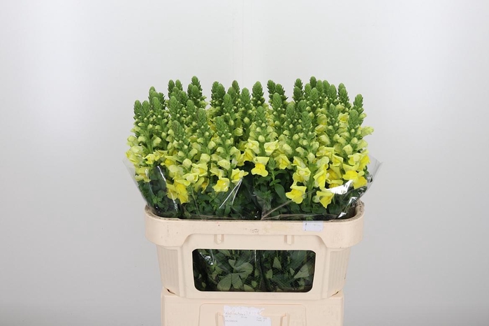 <h4>Antir Nantes Yellow</h4>