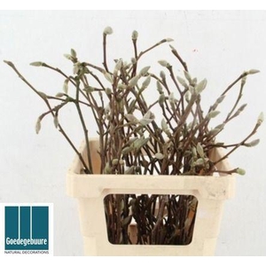 MAGNOLIA GRANDIFLORA