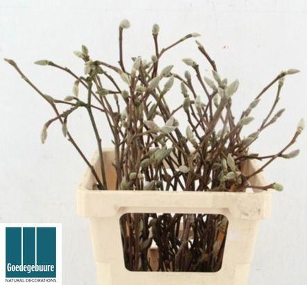 <h4>MAGNOLIA GRANDIFLORA</h4>