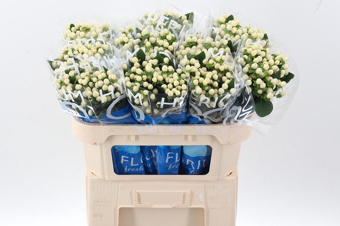 <h4>Hyp Coco Uno</h4>