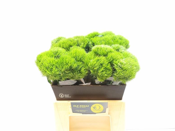 <h4>DI BARB KIWI MELLOW</h4>