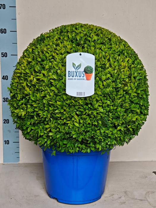 <h4>BUXU SEMPERVIRENS</h4>