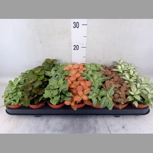 Fittonia   ...mix 7