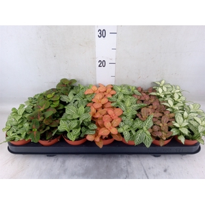 Fittonia   ...mix 7