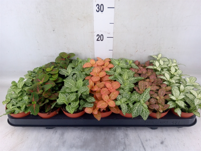 <h4>Fittonia   ...mix 7</h4>