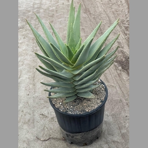 ALOE DISTANS