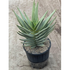 ALOE DISTANS