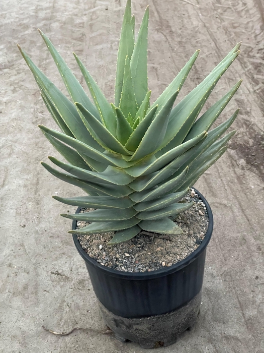 ALOE DISTANS