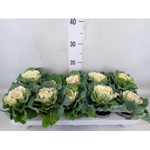Brassica oler.