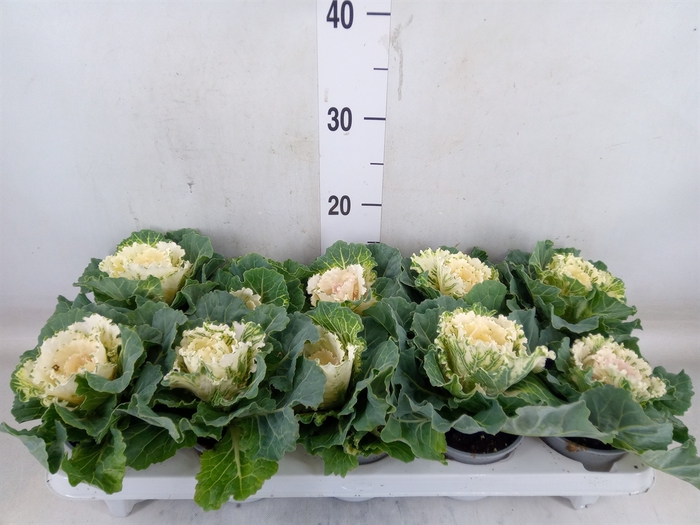 <h4>Brassica oler.</h4>