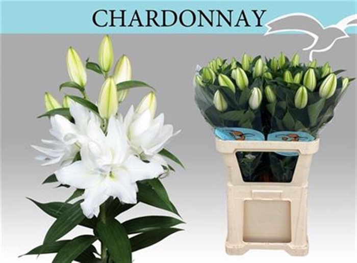 <h4>Li Or Du Chardonnay 5+</h4>