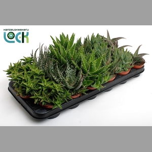 ALOE GEM
