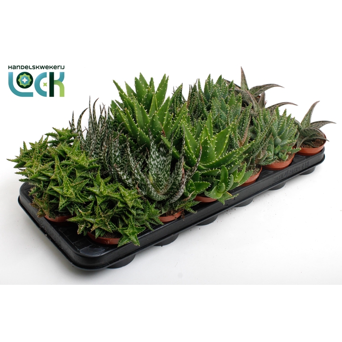 <h4>ALOE GEM</h4>