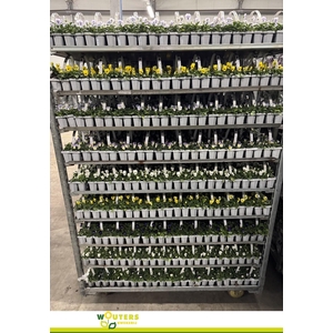 !! PROMO !! VIO CO 10-PACKS MIXK