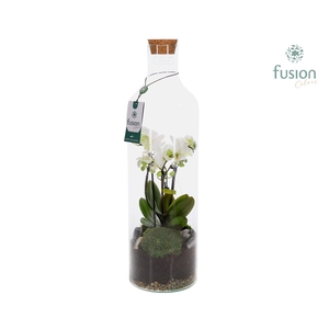 Green Bottle Fles Large met 4 tak Phalaenopsis 24 uurs levertijd