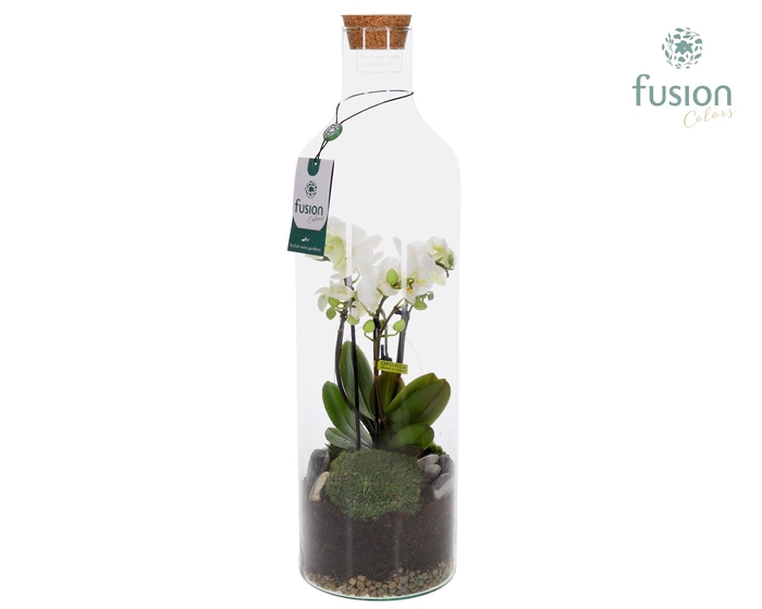 <h4>Green Bottle Fles Large met 4 tak Phalaenopsis 24 uurs levertijd</h4>